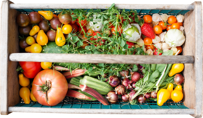 photo d'une récolte de potager maraichage en culture bio