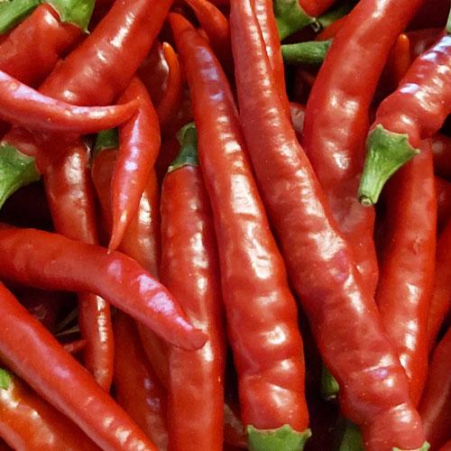 piment produit en culture organique bio de terralba.eu