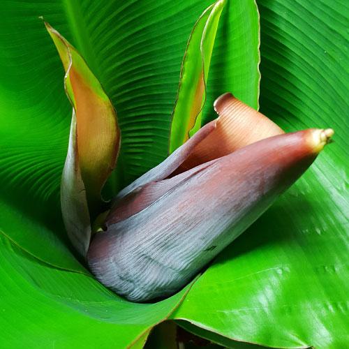 plante en culture organique bio de terralba.eu