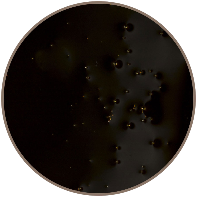 La mélasse un essentiel du TCO ou thé de compost oxygéné