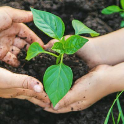 Photo de plante en culture biologique par Terralba