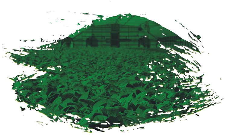 pot géotextile utilisation potager et maraichage