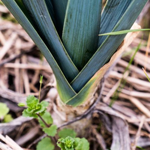 poireaux produit en culture organique bio de terralba.eu