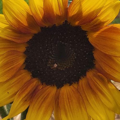 tournesol produit en culture organique bio de terralba.eu