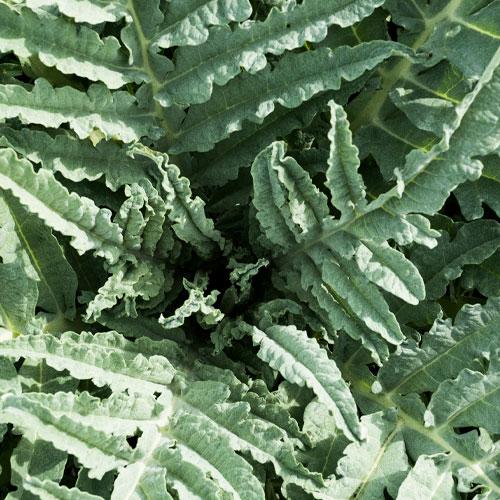 salade produit en culture organique bio de terralba.eu